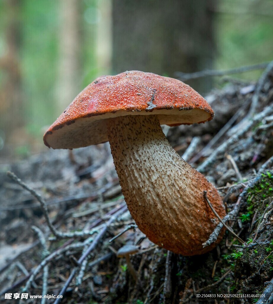 森林中的红蘑菇