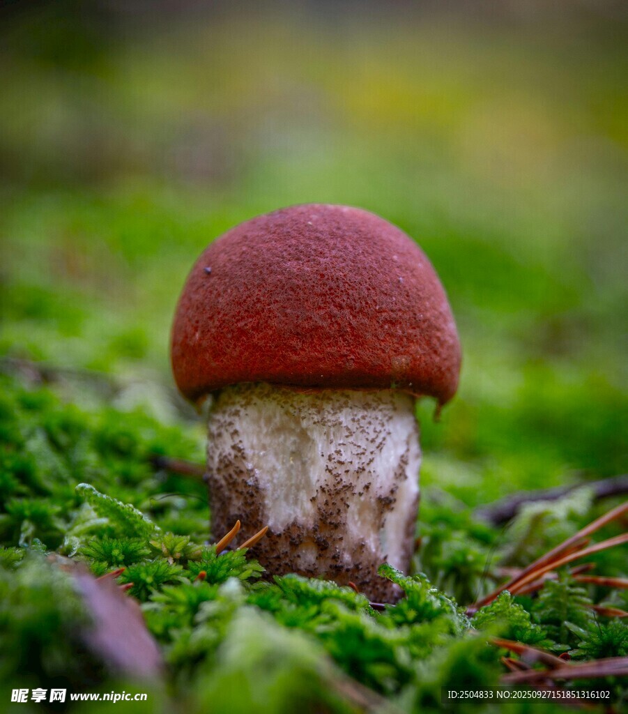 草地上的红色小蘑菇