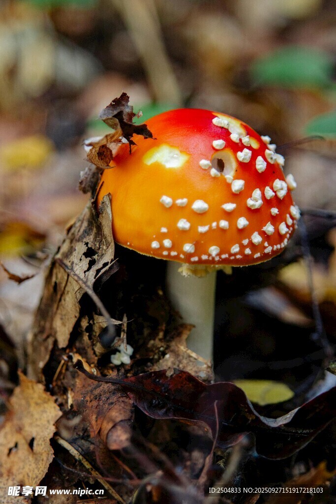 森林中带虫的鲜艳蘑菇