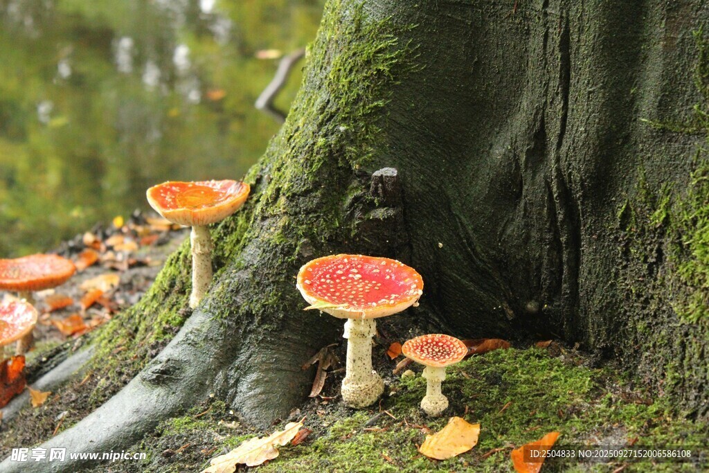 森林中鲜艳的蘑菇景观