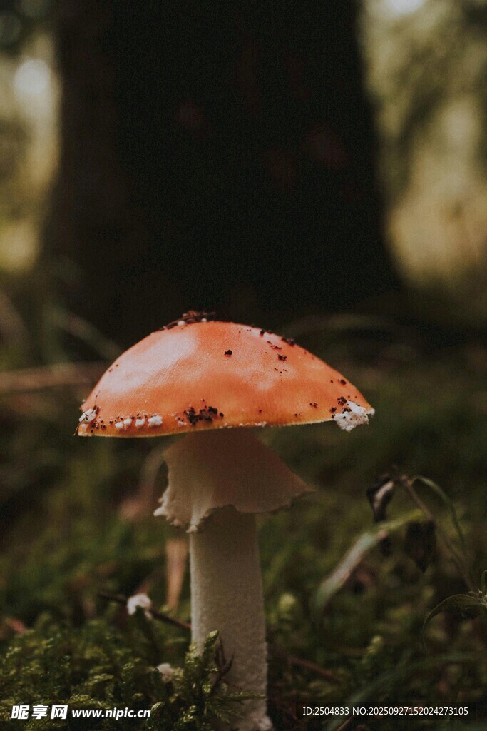 森林中的艳丽蘑菇