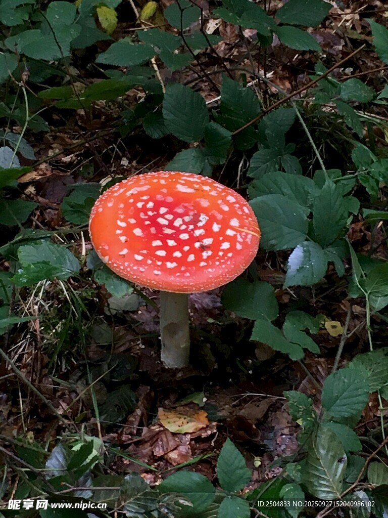 森林中的鲜艳红蘑菇