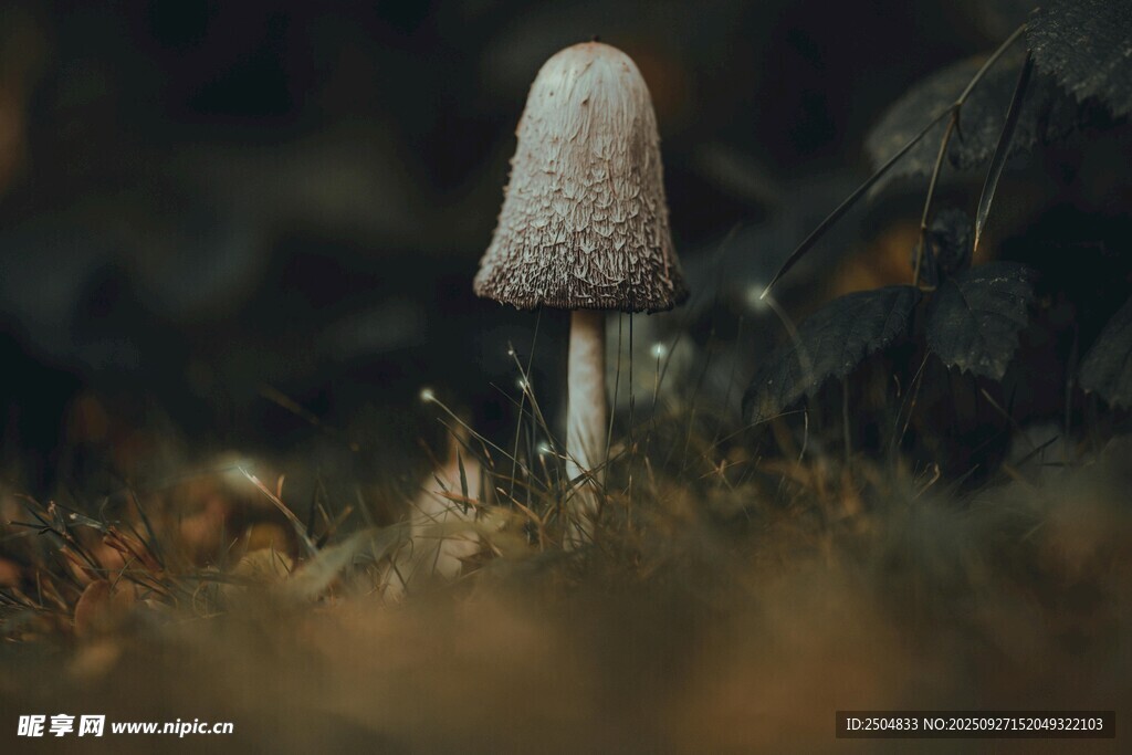 草丛中的独特小蘑菇