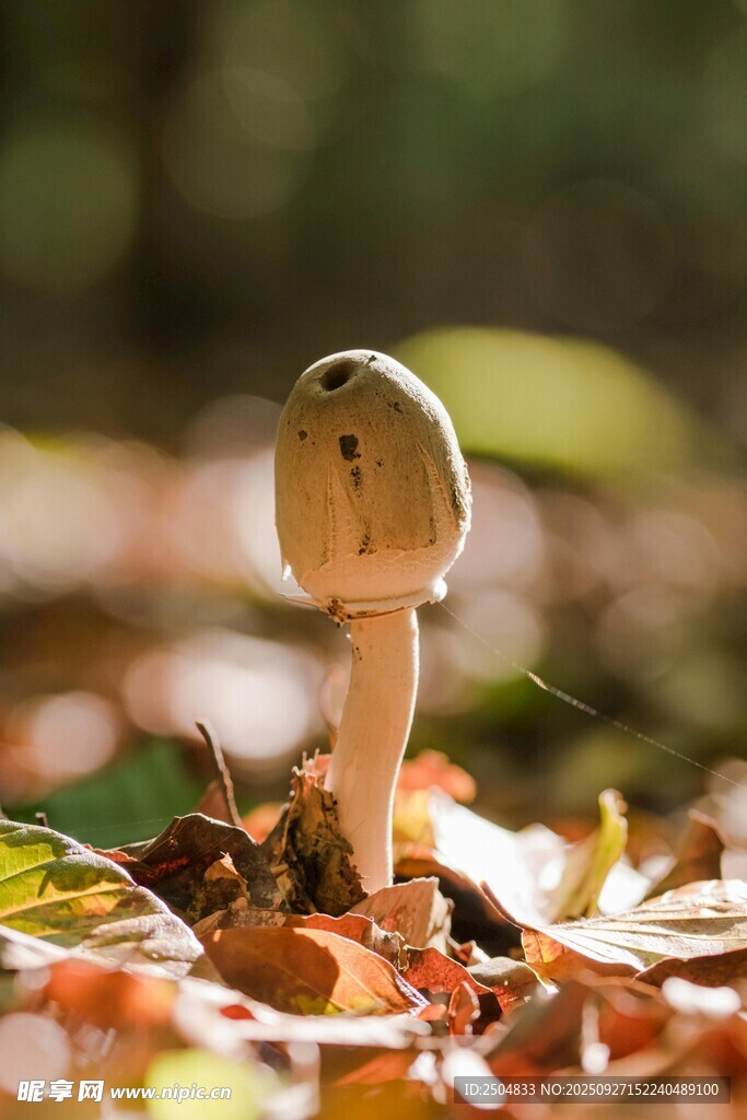 落叶中的小蘑菇