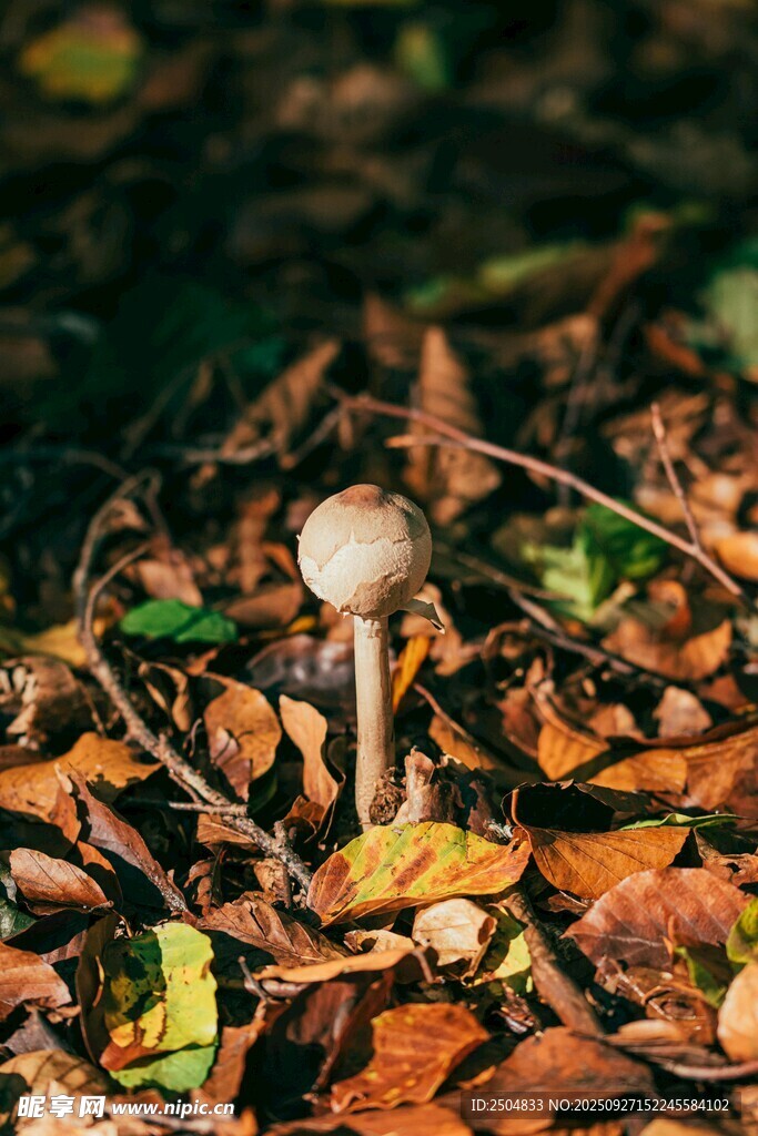 落叶中的蘑菇