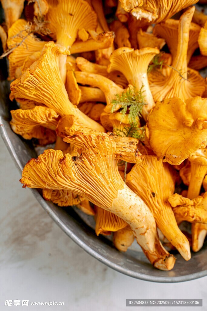 盘中鸡油菌