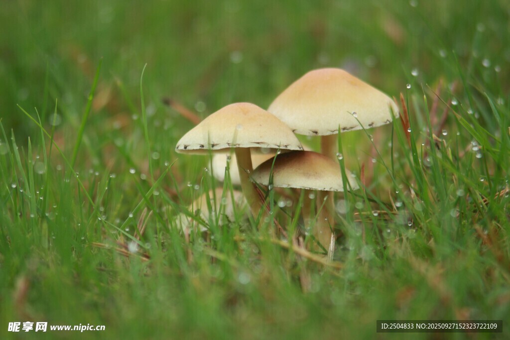 草地上的小蘑菇