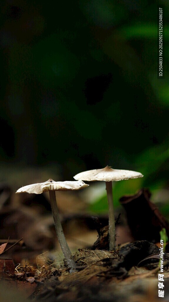林间双生小蘑菇
