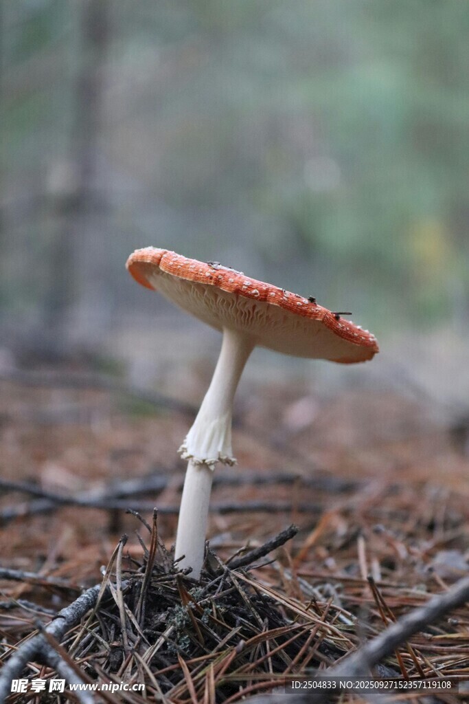 森林中的红色蘑菇