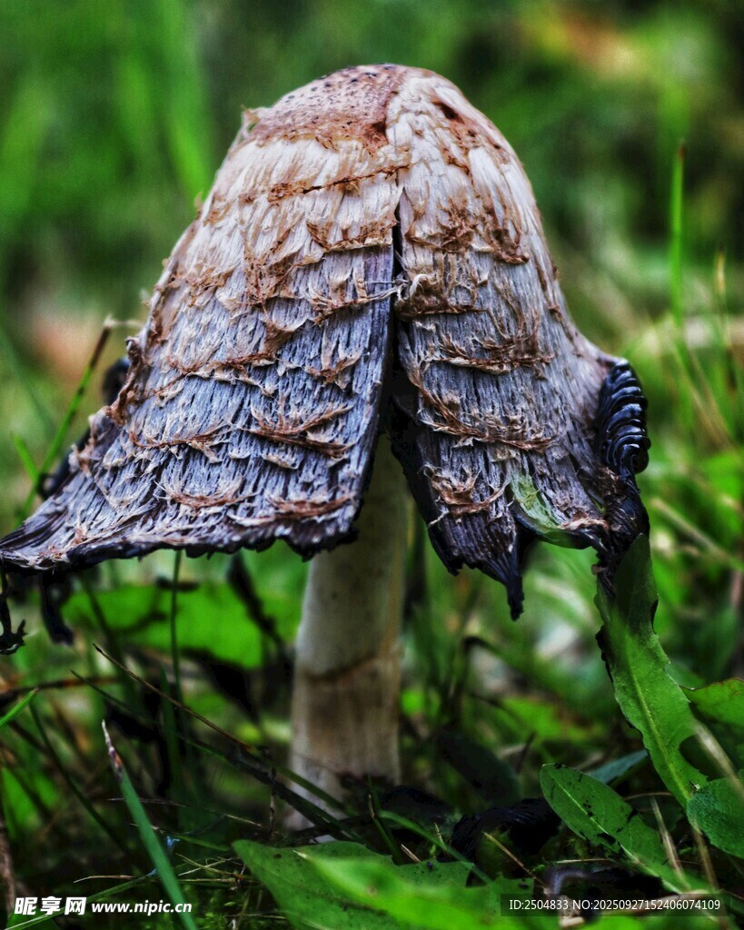 草地上的独特蘑菇