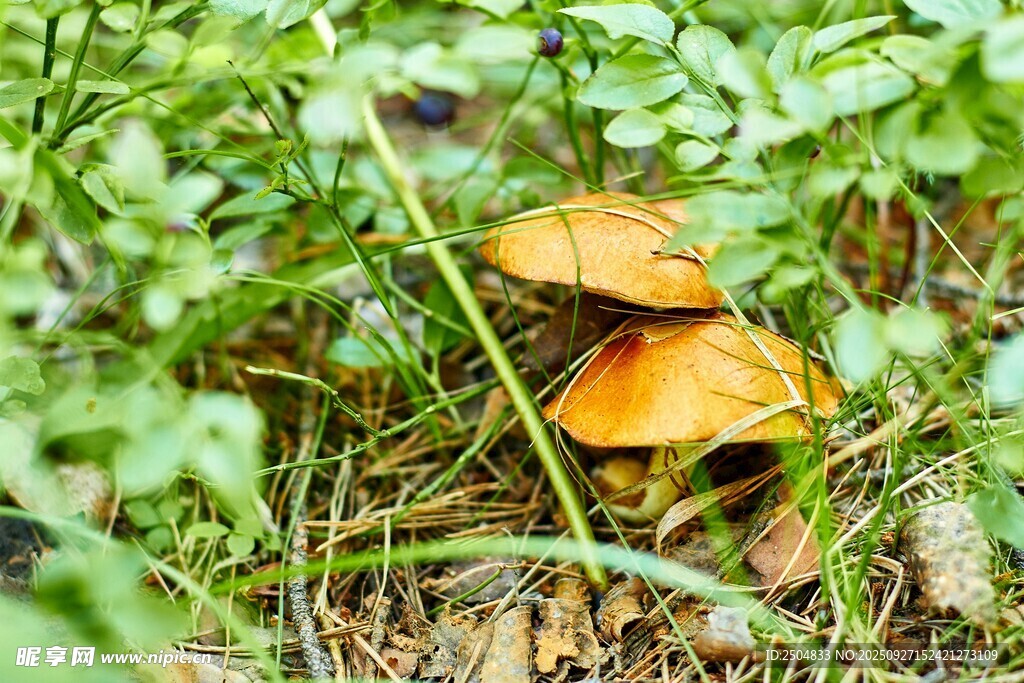 草丛中的橙色蘑菇