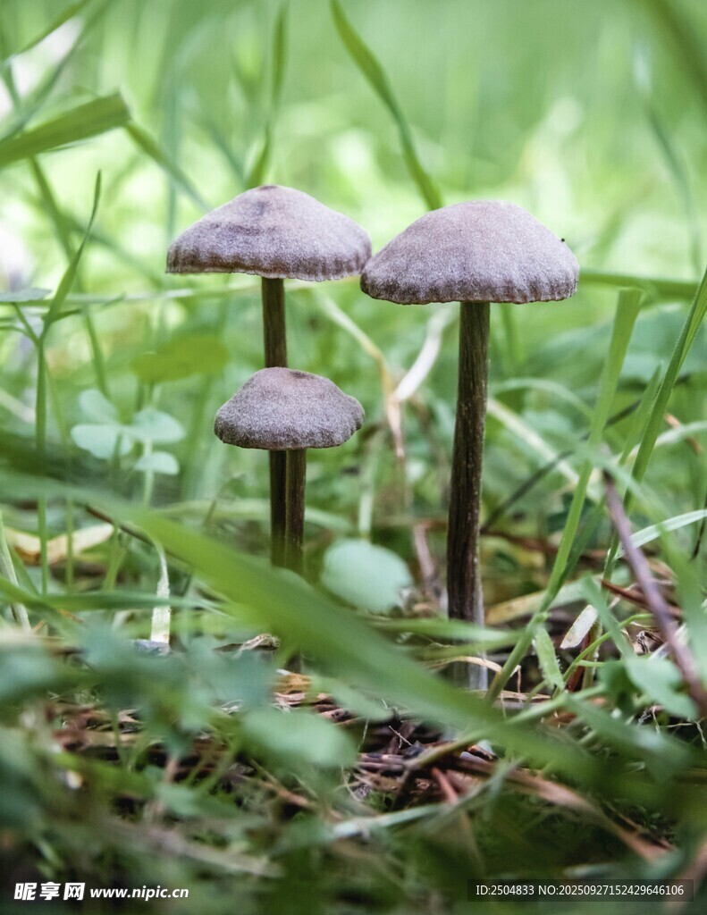 草丛中的紫色蘑菇