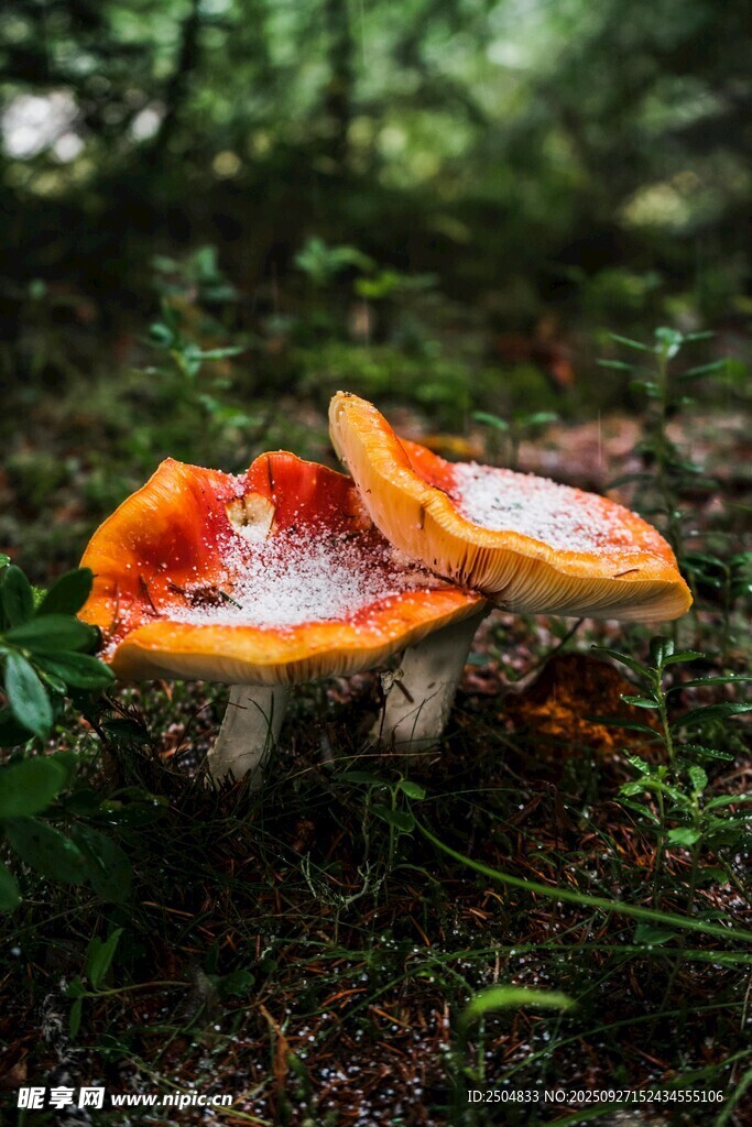 森林中的鲜艳橙红蘑菇