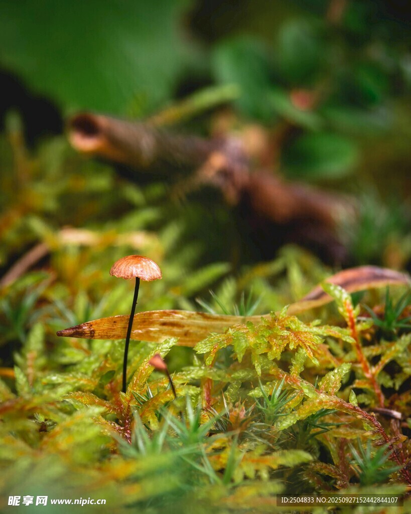 翠绿苔藓间的精致小植物