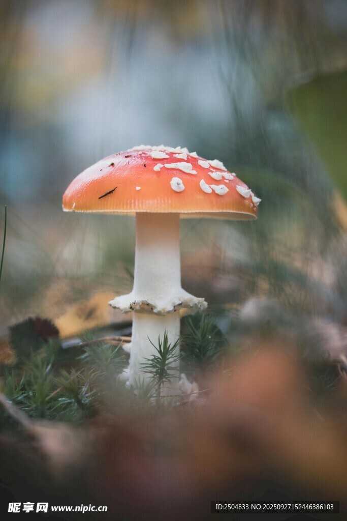 森林中的鲜艳蘑菇
