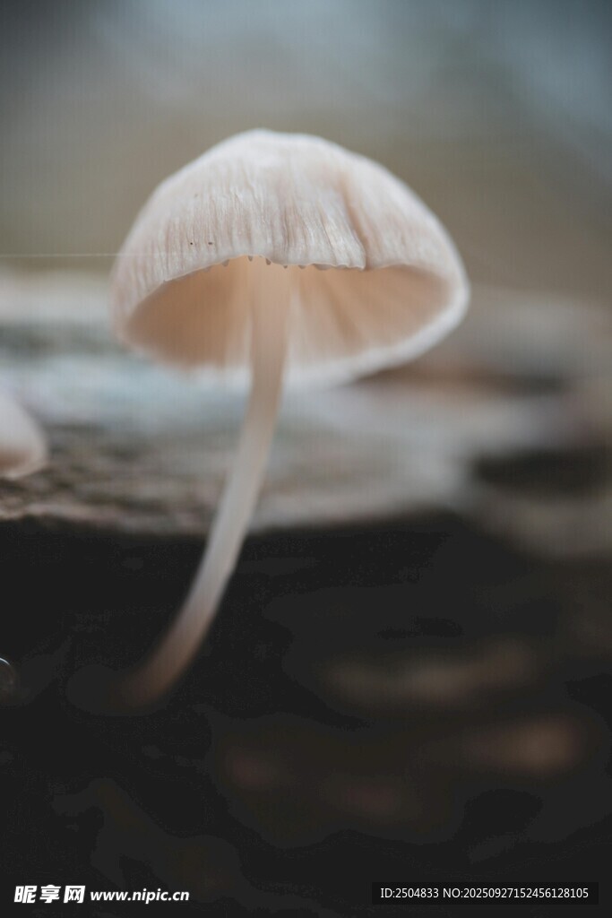 木上生长的小巧蘑菇