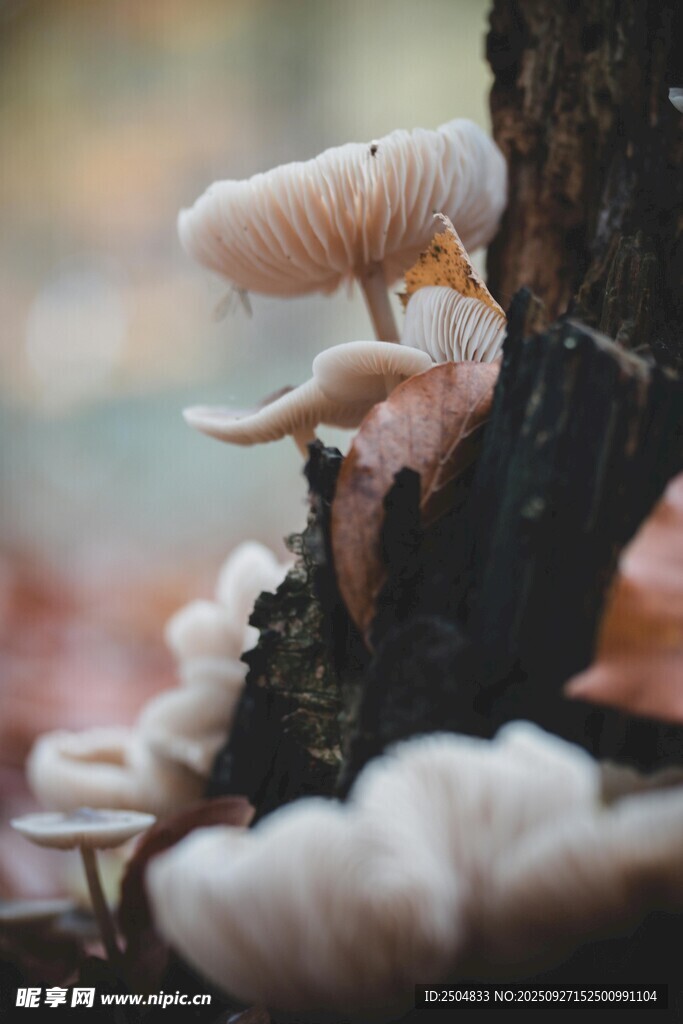 树干上生长的粉色蘑菇