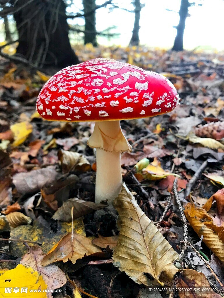 森林中的鲜艳红蘑菇