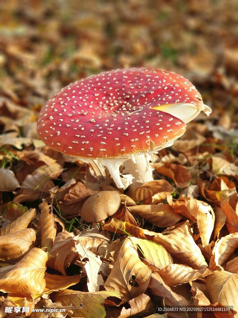 森林中艳丽的红蘑菇