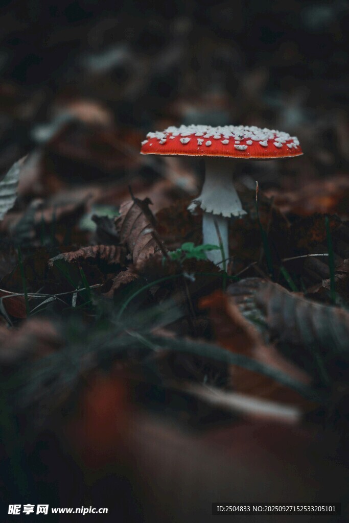 森林中艳丽的红伞状蘑菇