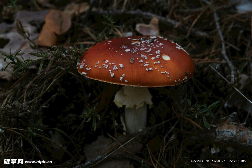 森林中的红色斑点蘑菇