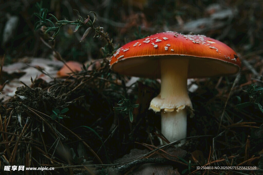 森林中的红色蘑菇