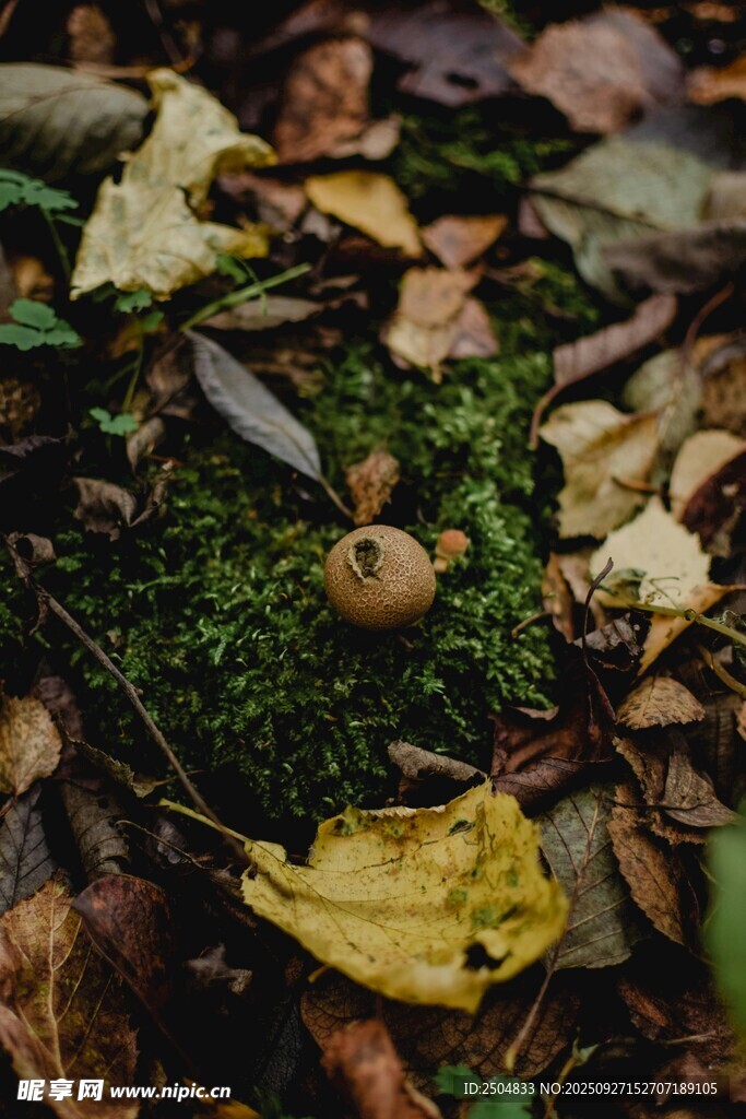 落叶间的苔藓与坚果