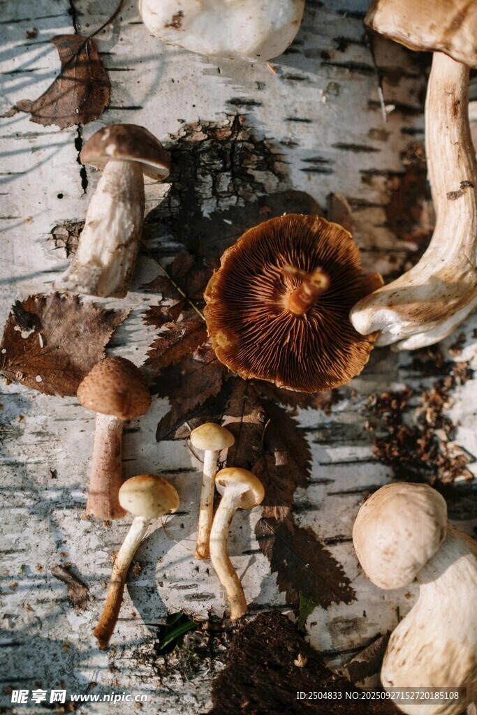 森林中的多样野生蘑菇