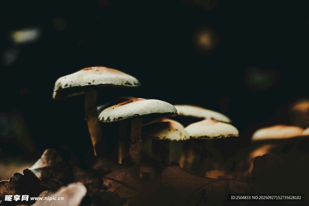 森林中的蘑菇群