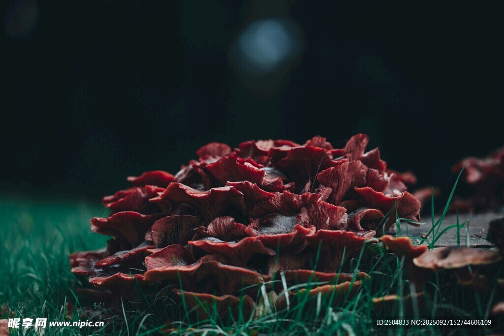 草丛中的红色蘑菇