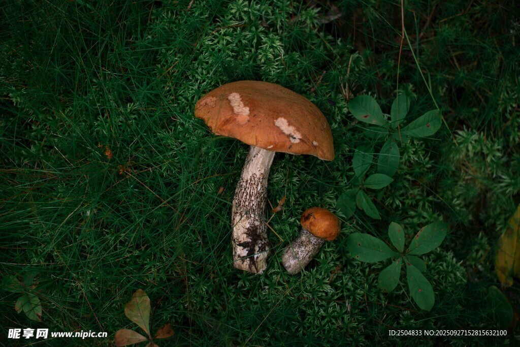 森林中的蘑菇与绿叶