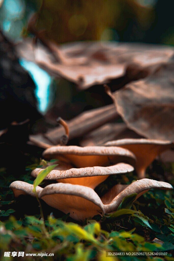森林中生长的橙色蘑菇