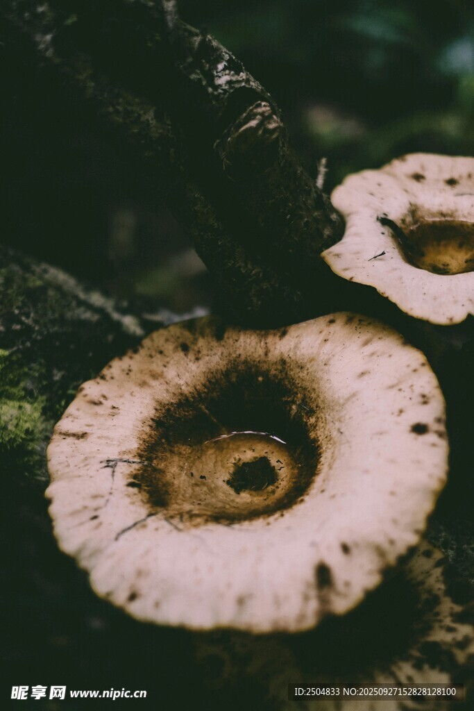 森林中的独特蘑菇