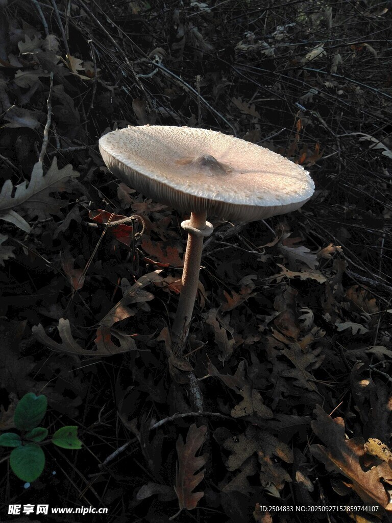 森林中的白色蘑菇