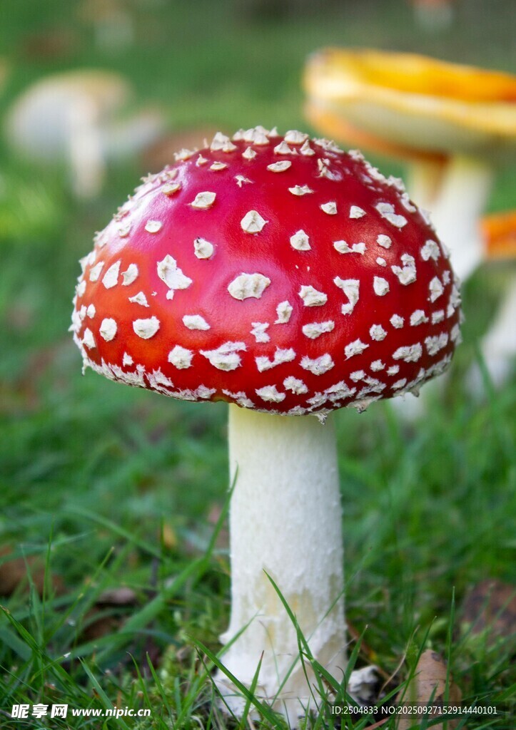 草地上的红色斑点蘑菇