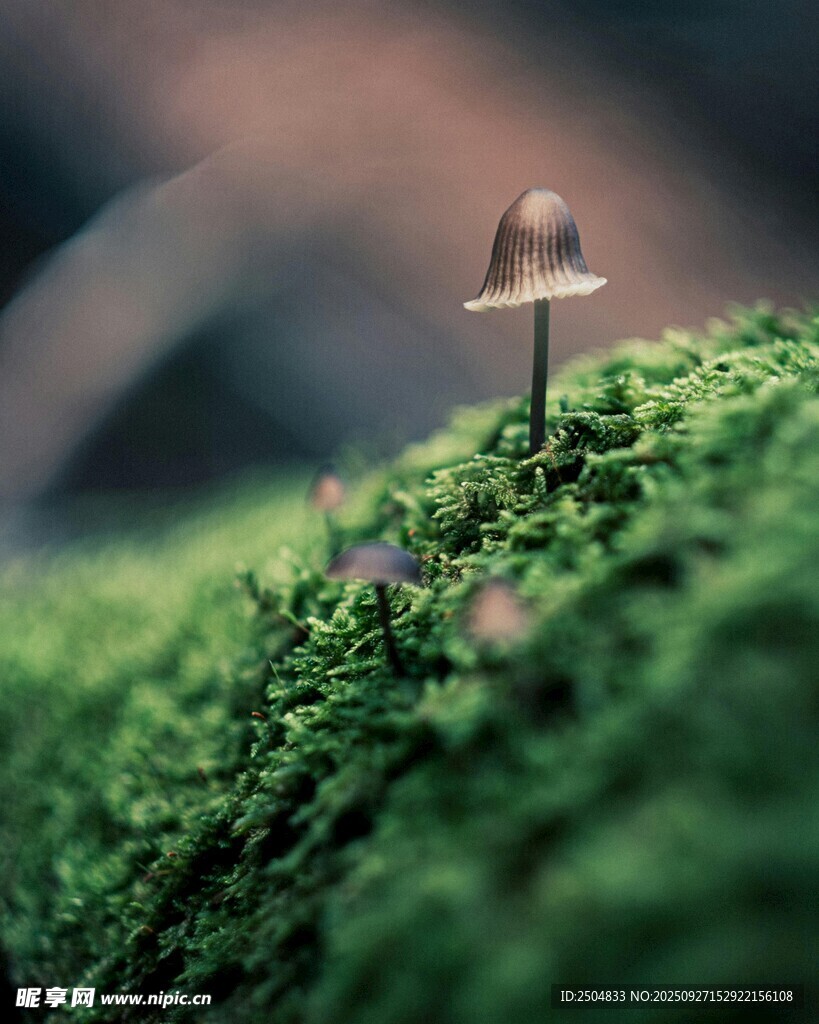 草丛中的小巧蘑菇
