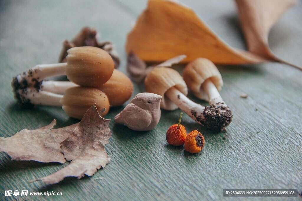 秋季地面上的野生蘑菇