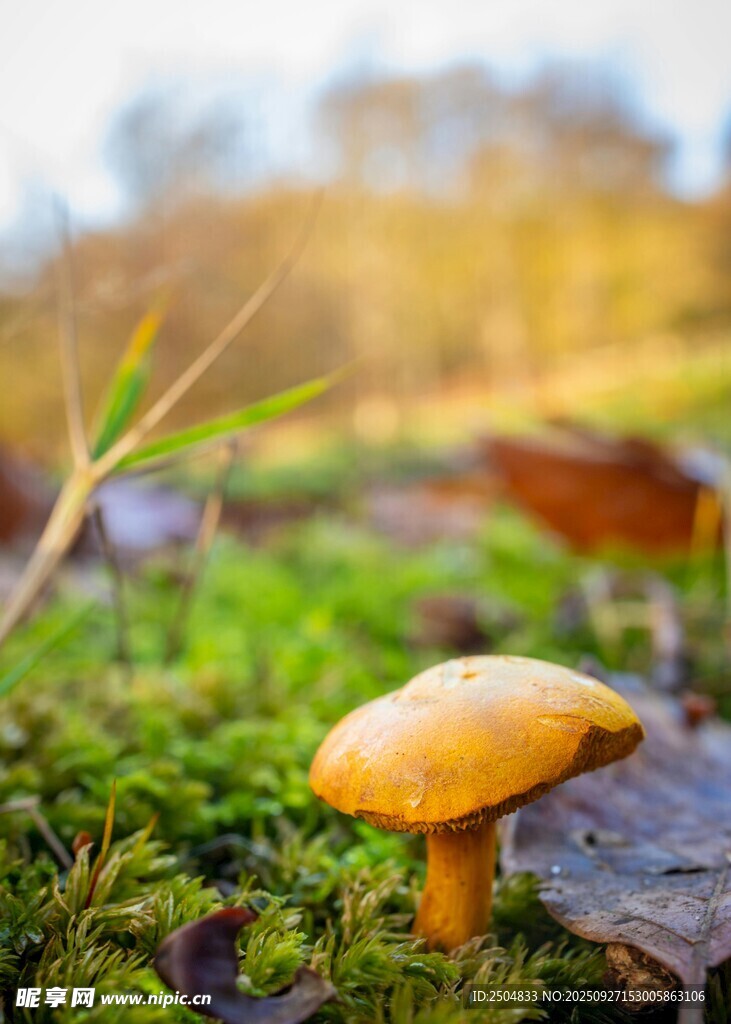 草地上的黄色蘑菇