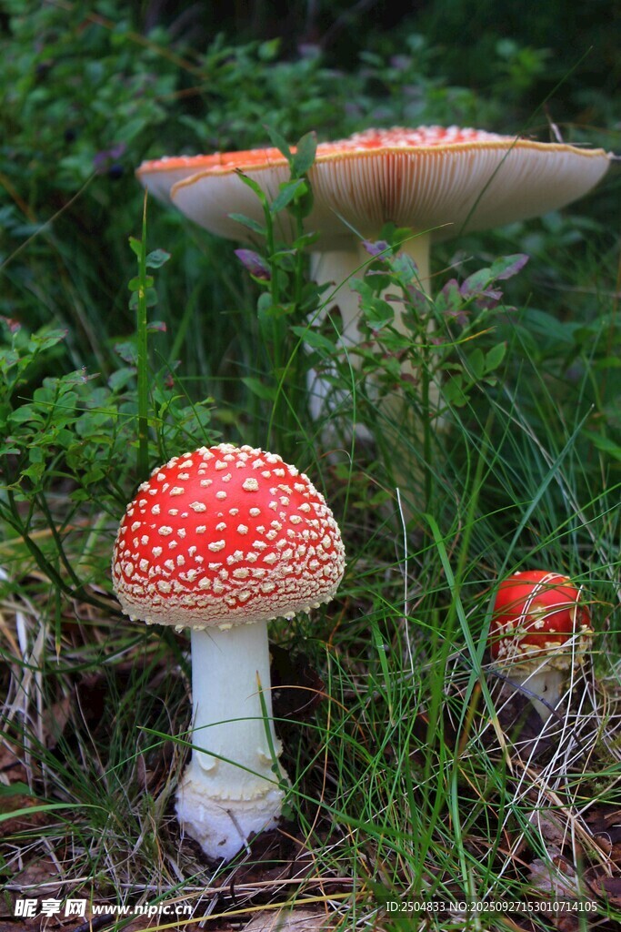 森林中的鲜艳红蘑菇