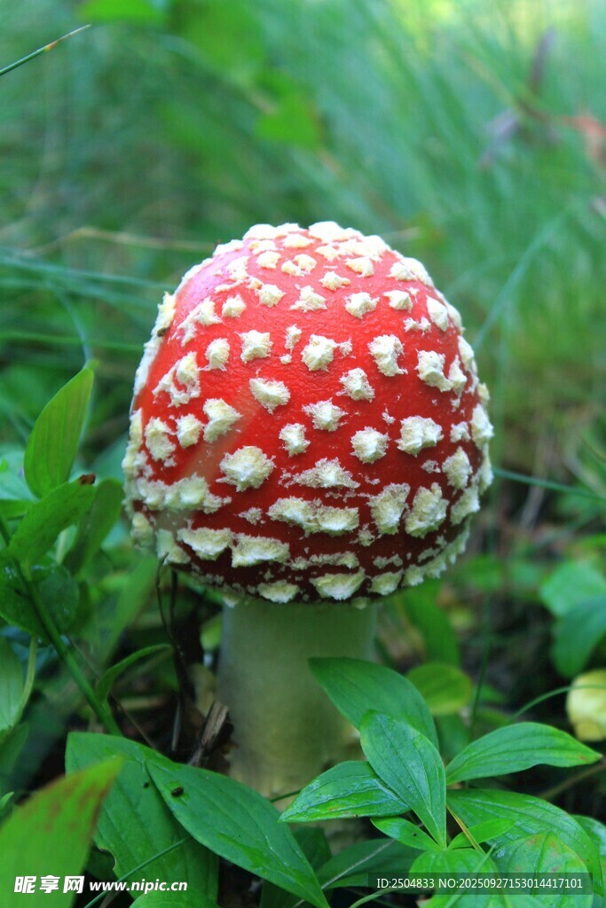 红色斑点蘑菇特写