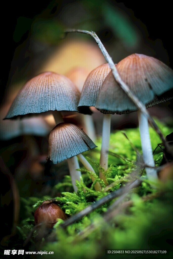 森林中生长的可爱小蘑菇
