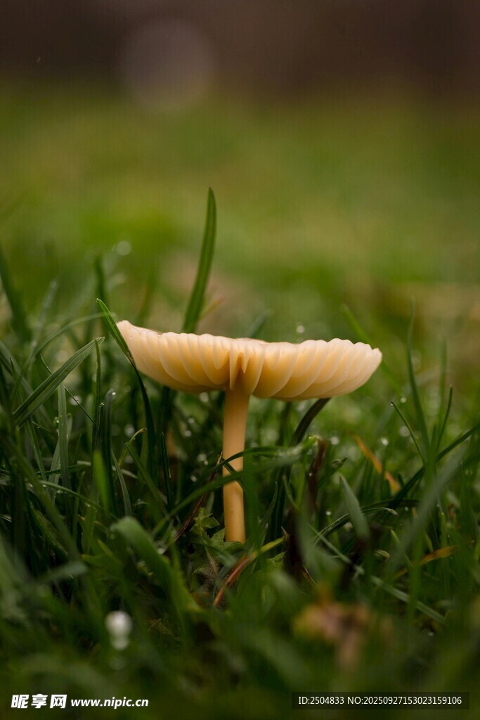 草地上的黄色小蘑菇