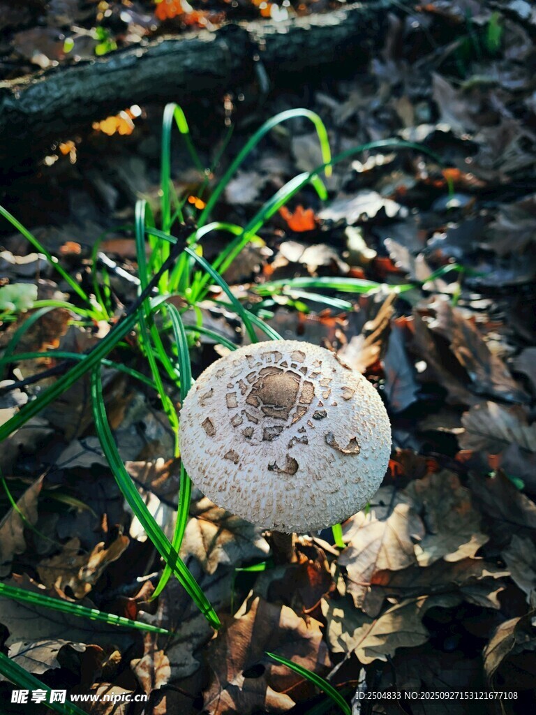 林间生长的白色蘑菇