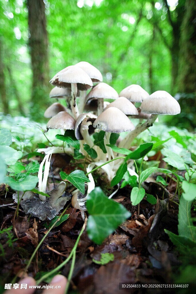 森林中生长的一簇蘑菇