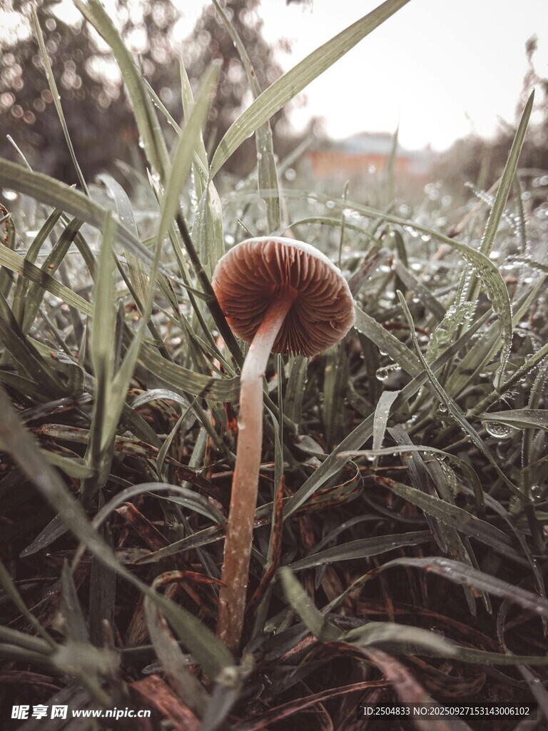 草丛中的棕色蘑菇