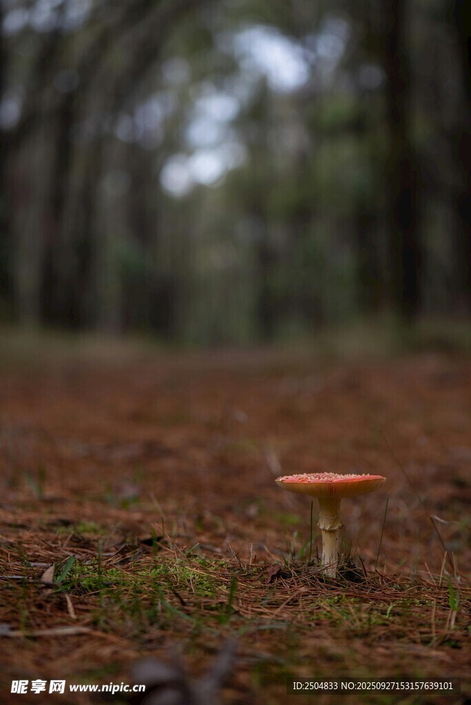 林间独株鲜艳蘑菇
