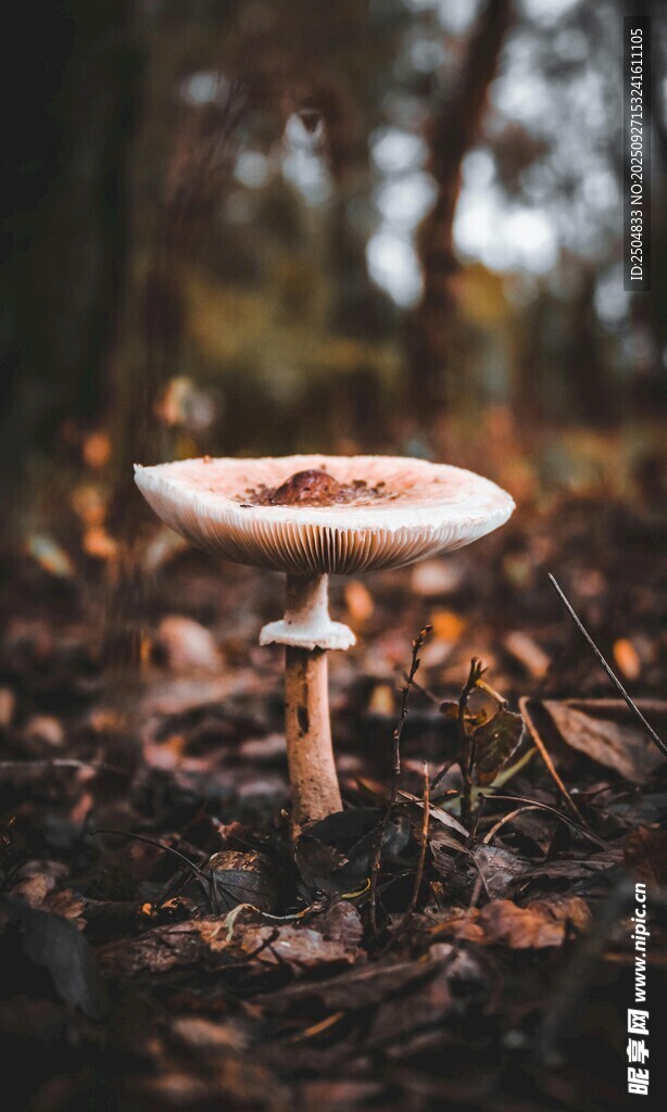 森林中的白色蘑菇
