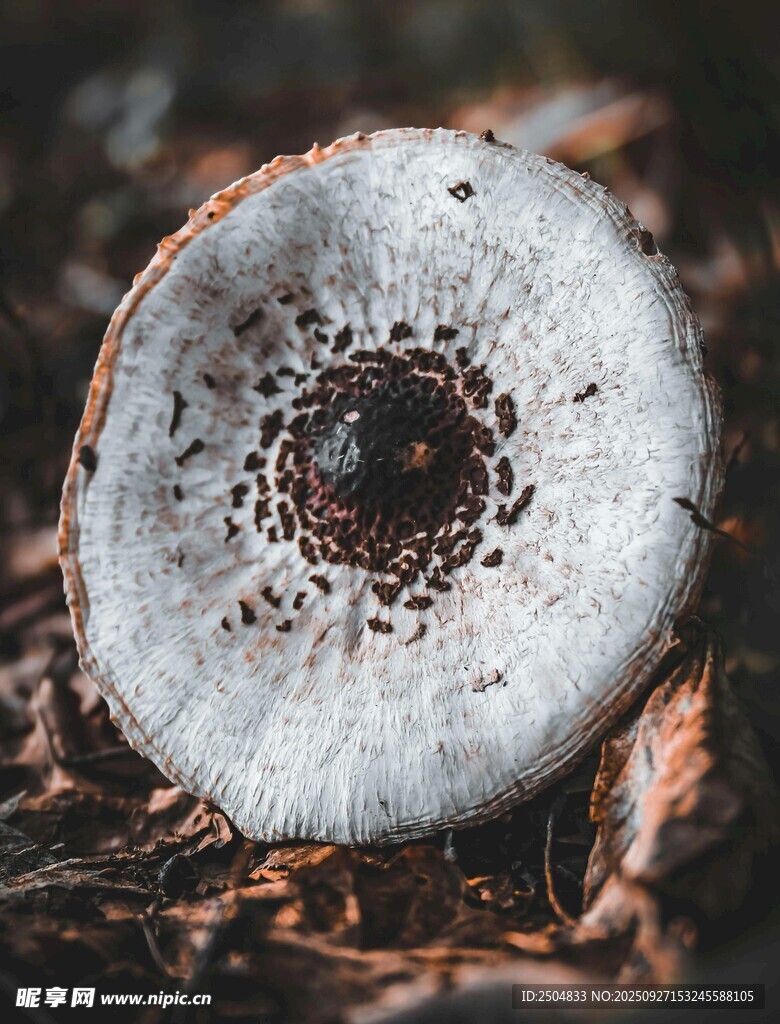 森林中的独特蘑菇