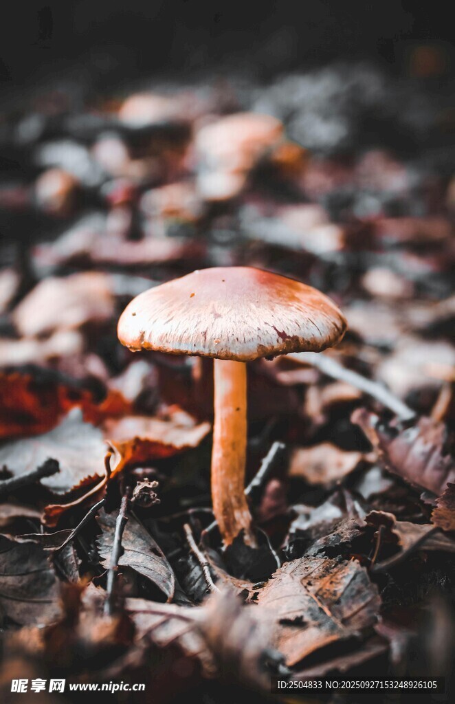 落叶中的蘑菇