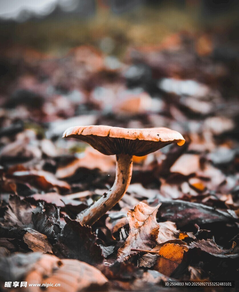 落叶中的蘑菇
